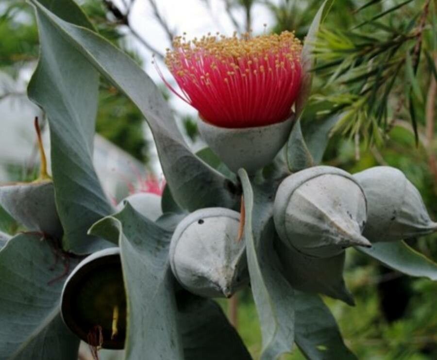 Eucalyptus macrocarpa fruit