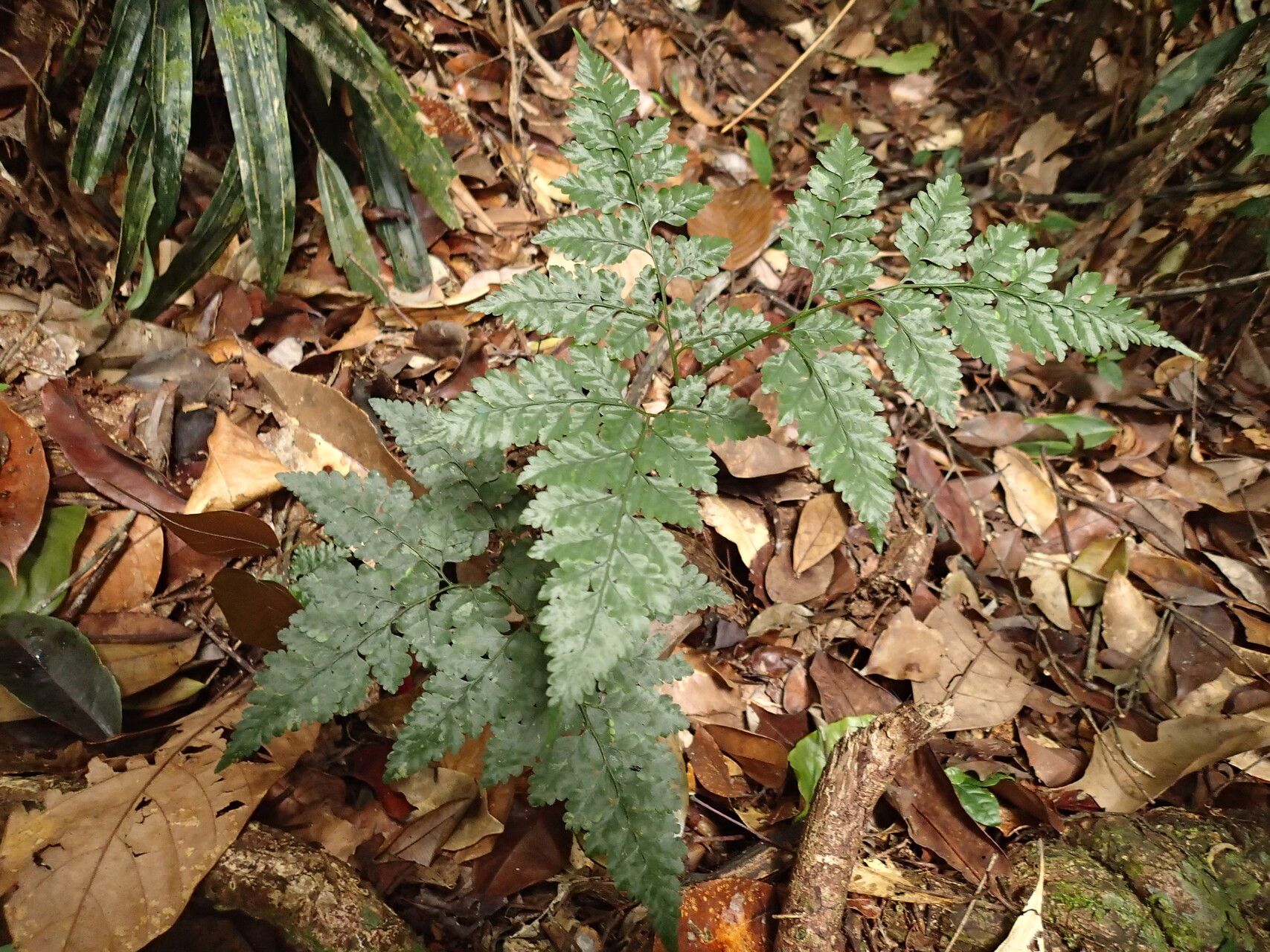 Pteris repens habit