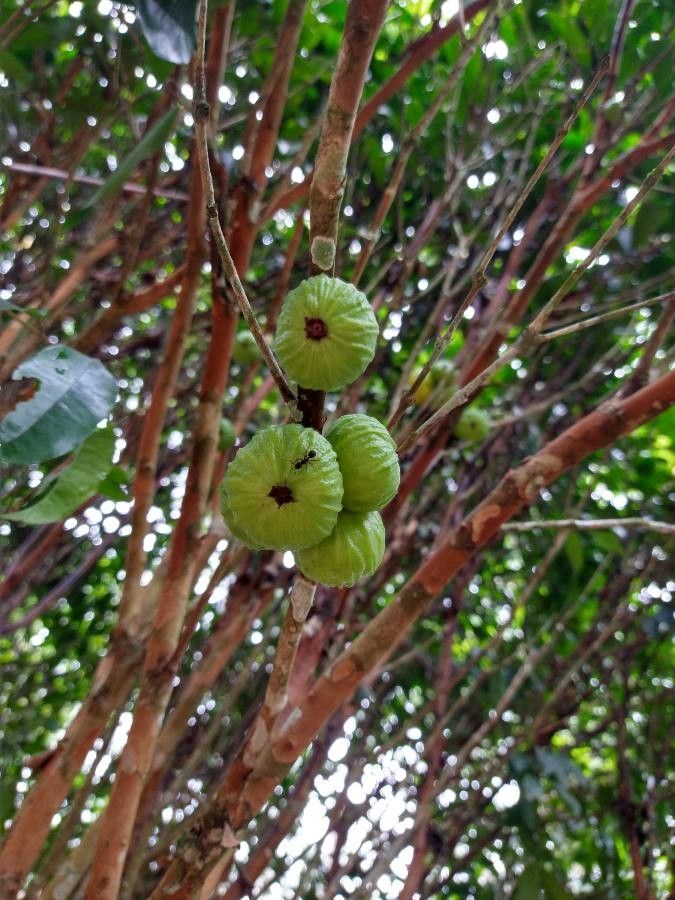 Plinia edulis fruit