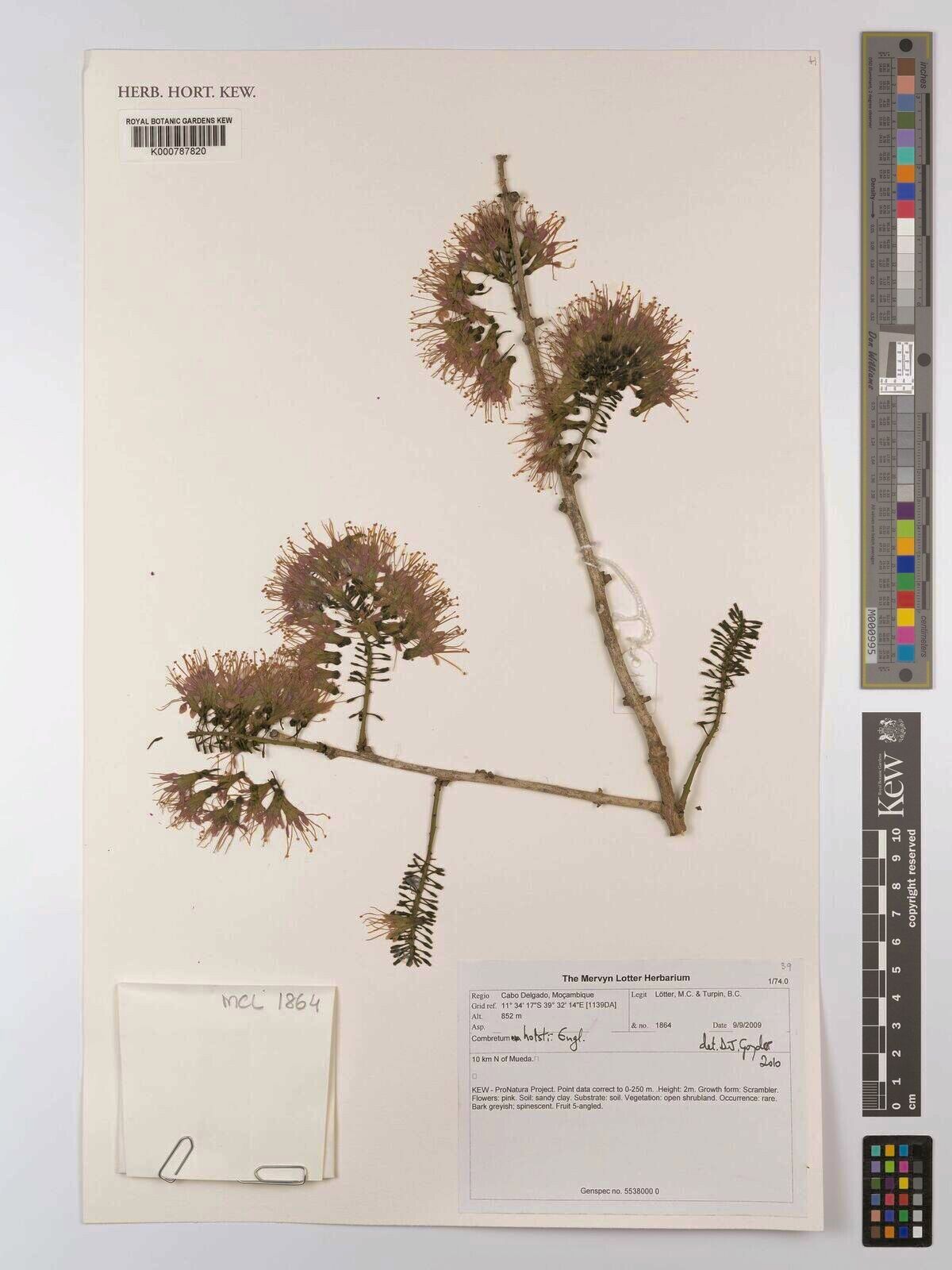 Combretum holstii — houseplant care guide