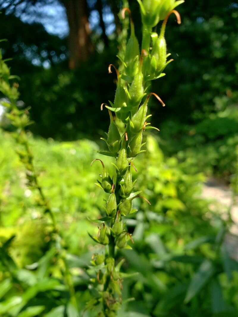 Digitalis lutea fruit