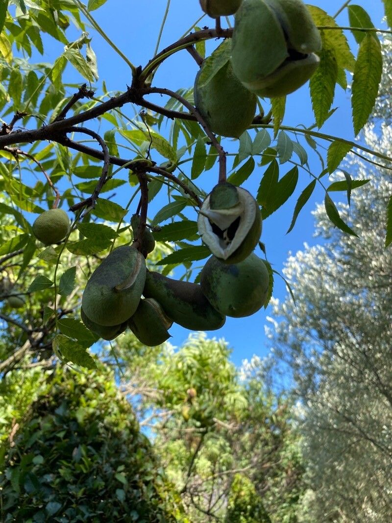 Juglans hindsii fruit