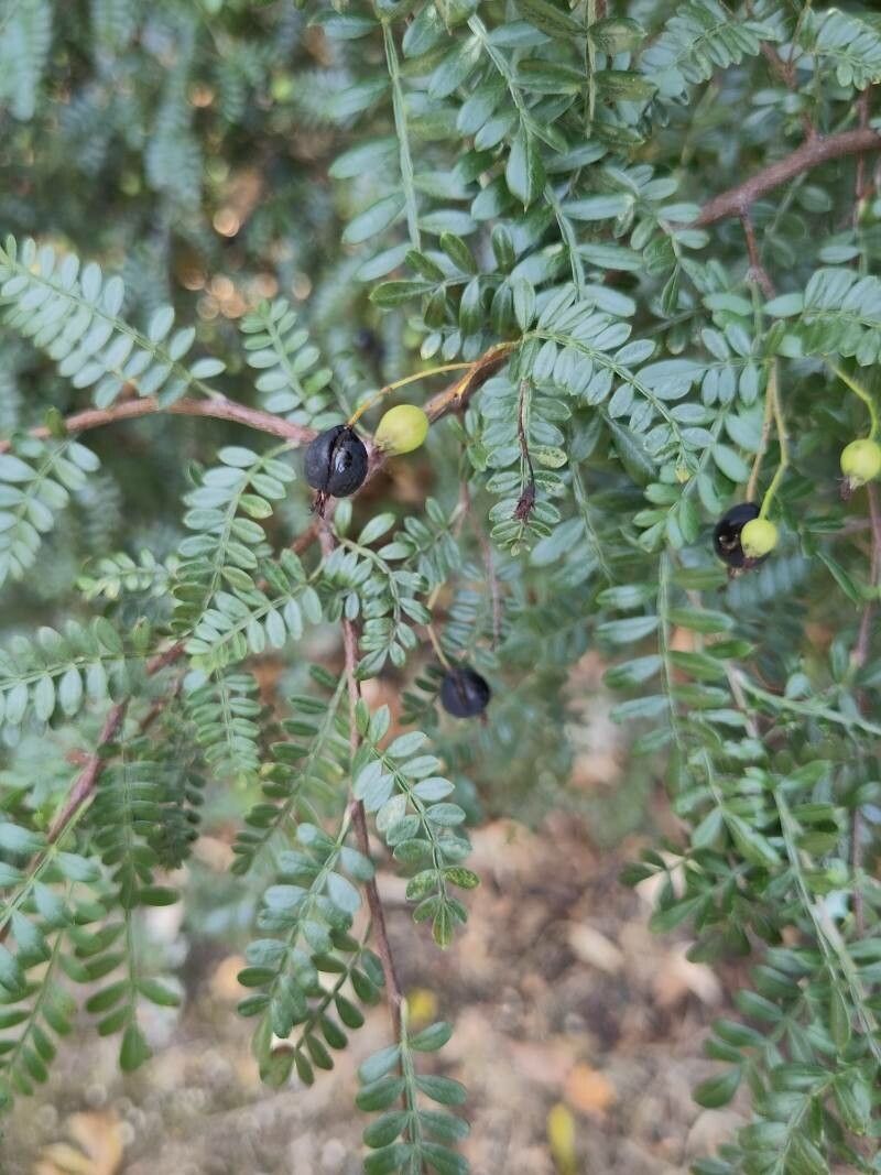 Osteomeles schweriniae fruit