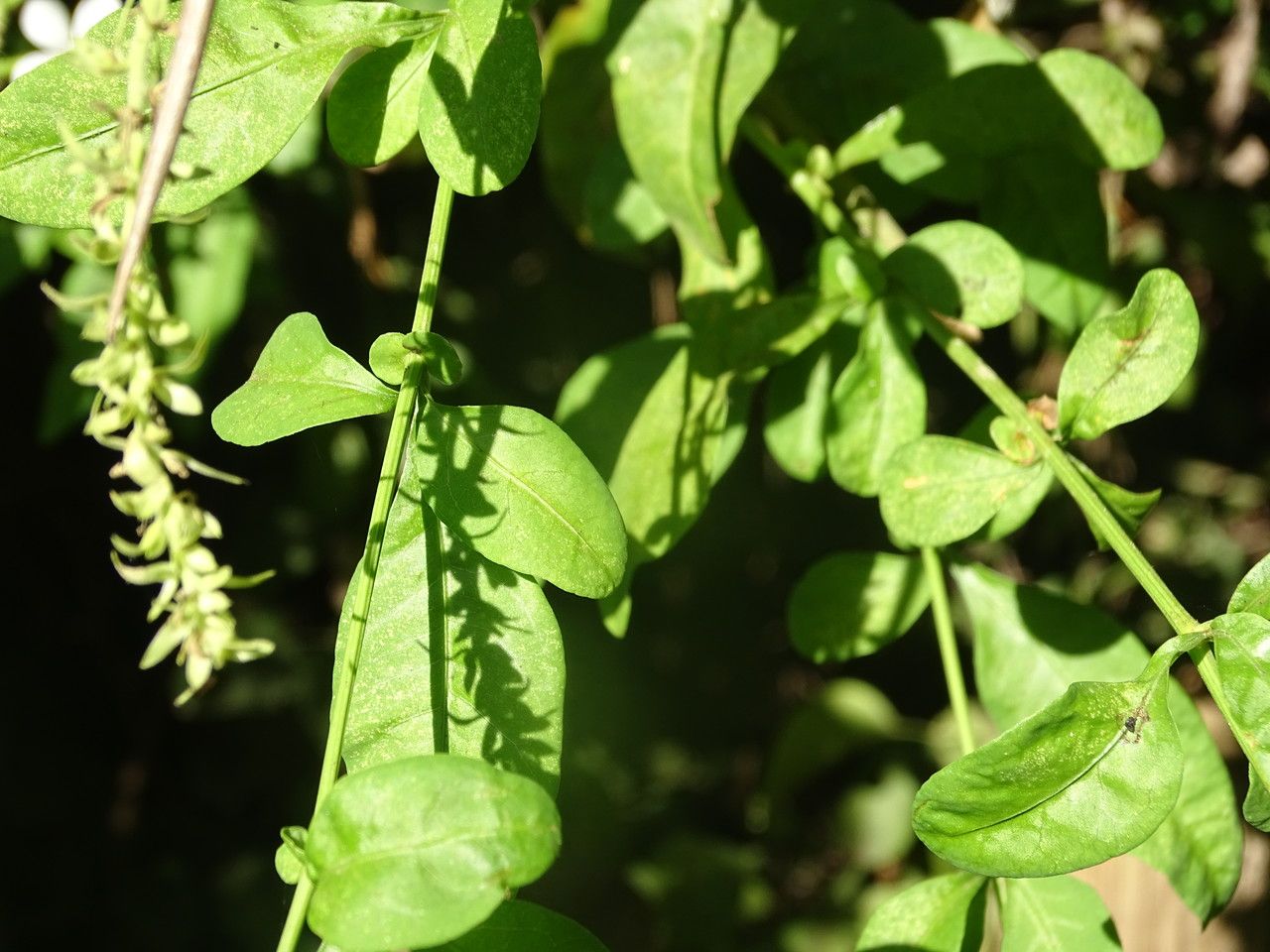 Plumbago zeylanica leaf