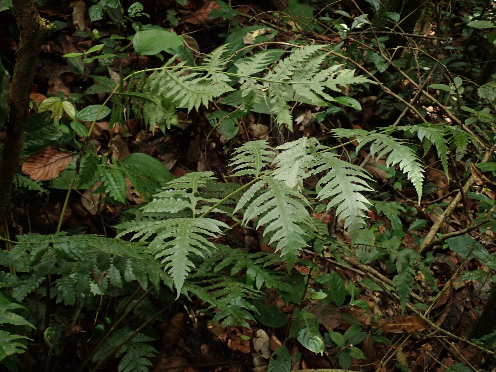 Tectaria camerooniana habit