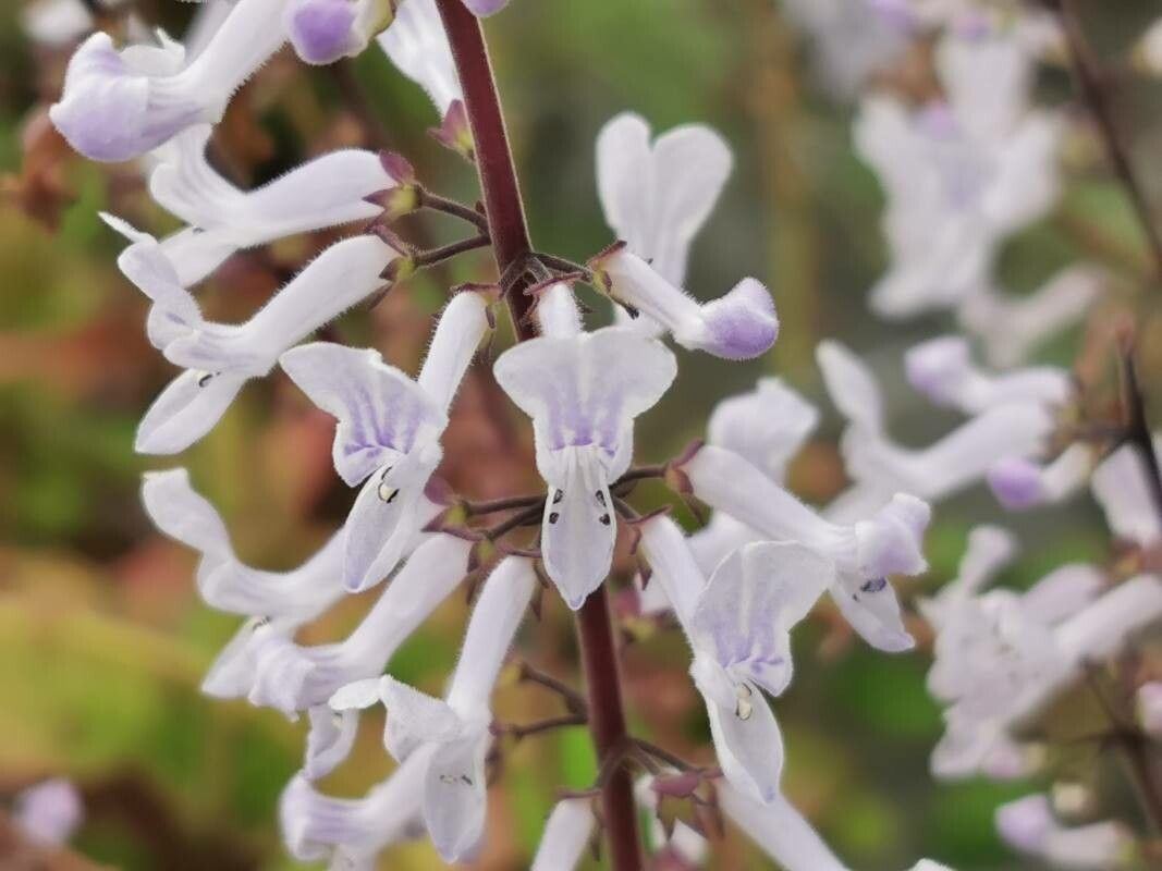 Plectranthus ernstii flower