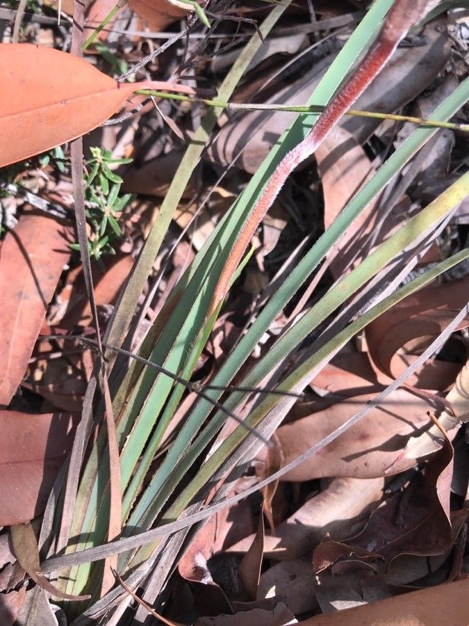 Patersonia sericea leaf