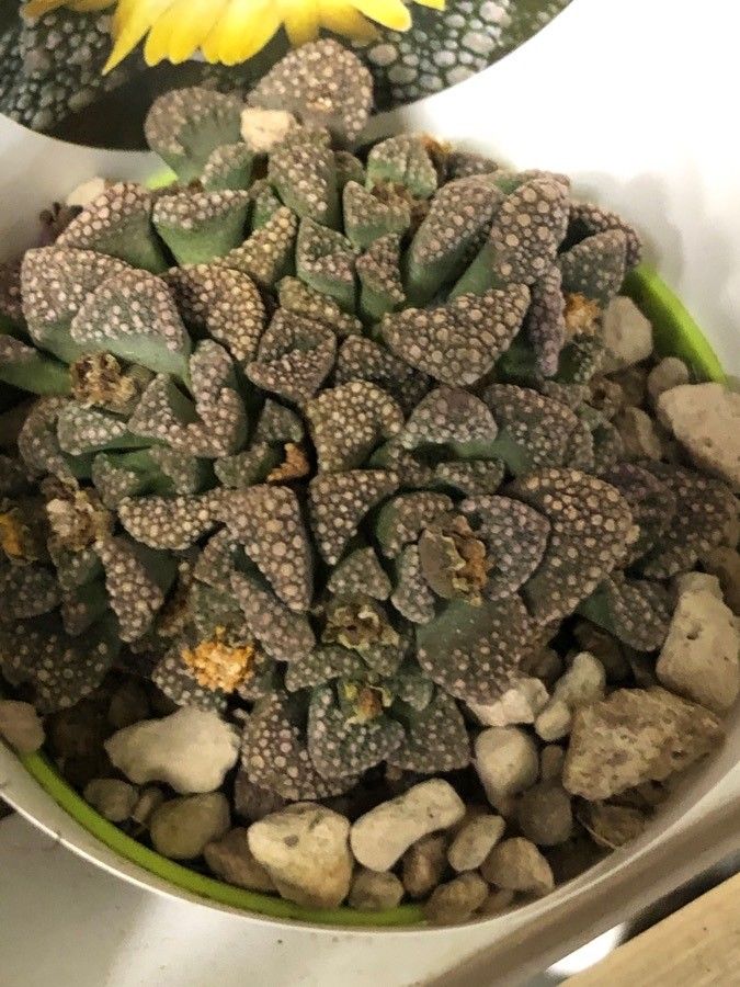 Titanopsis calcarea leaf
