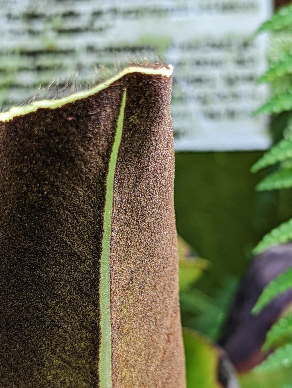 Elaphoglossum crinitum fruit