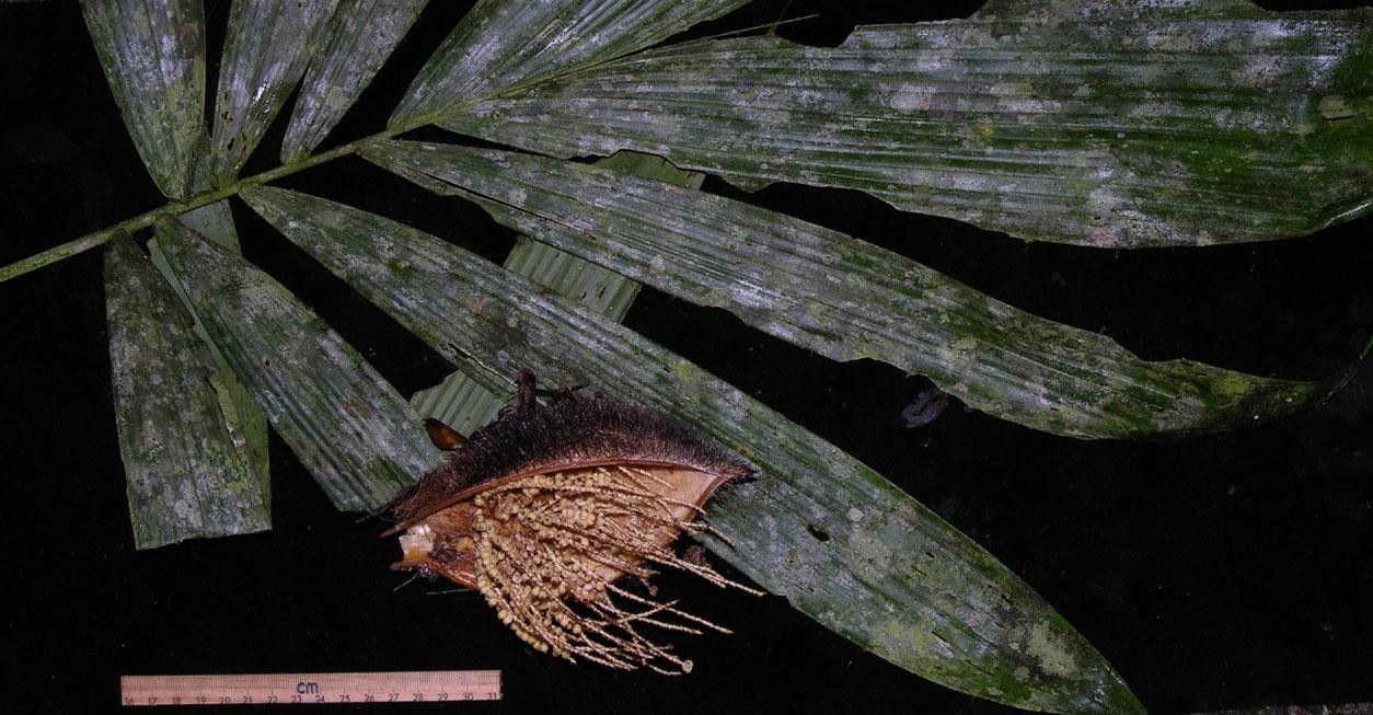 Bactris longiseta leaf