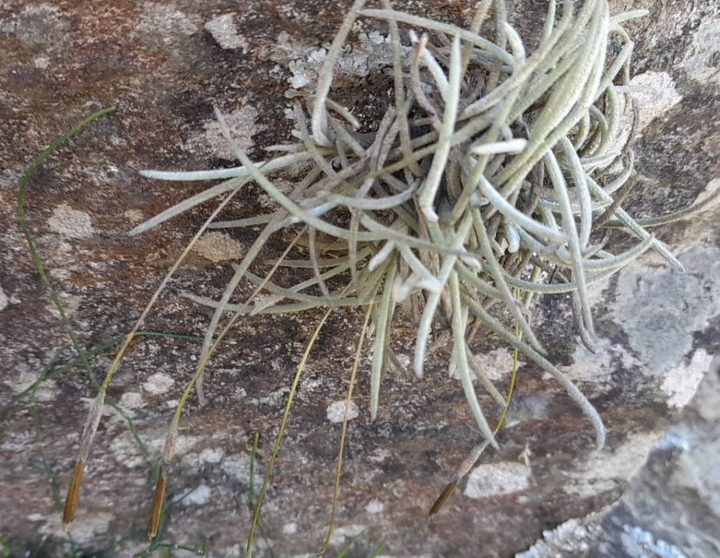 Tillandsia virescens habit