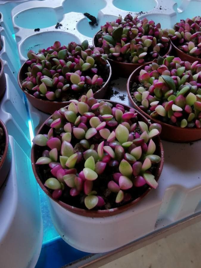 Anacampseros rufescens flower