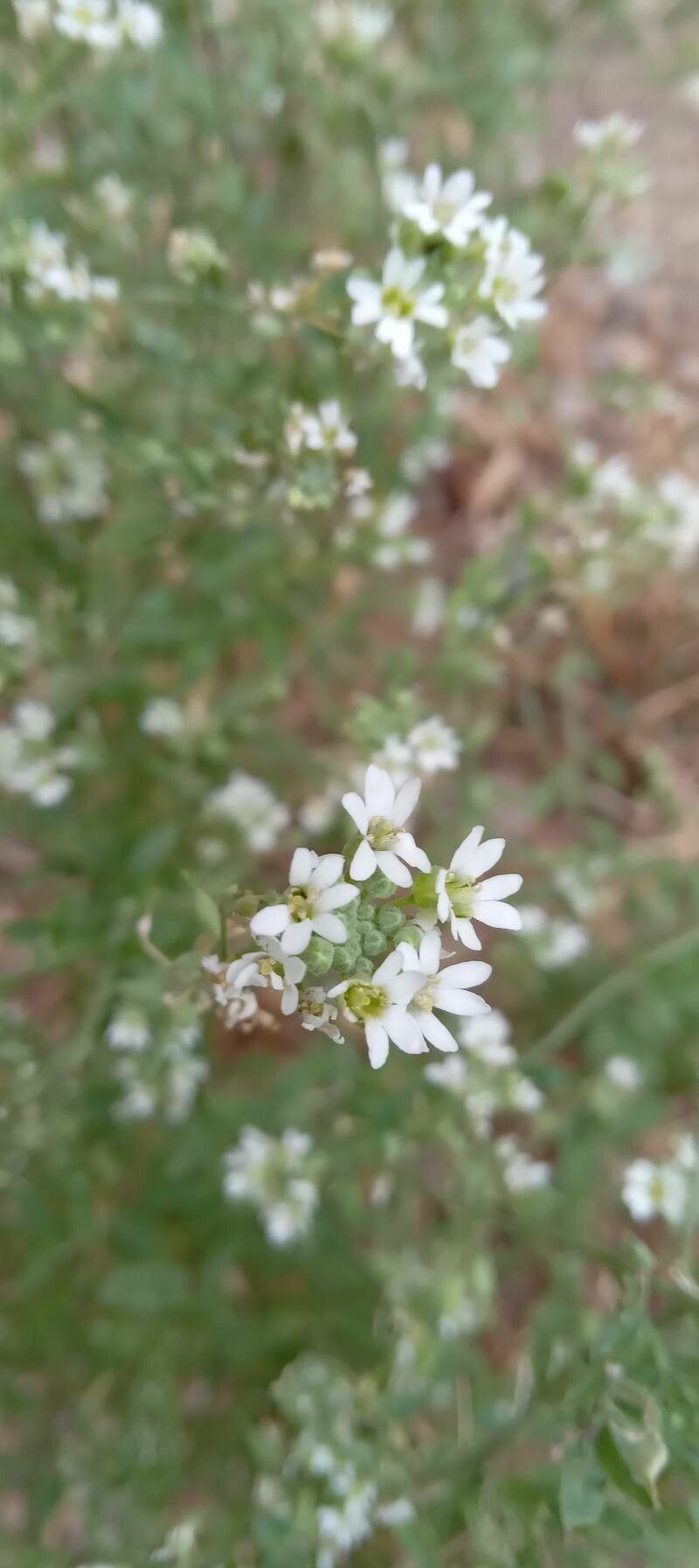 Berteroa incana flower