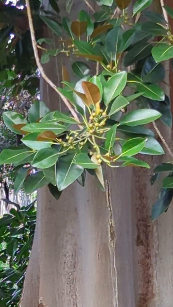 Ficus menabeensis fruit