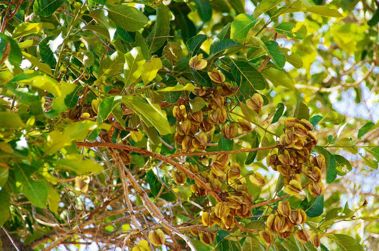 Combretum glutinosum fruit