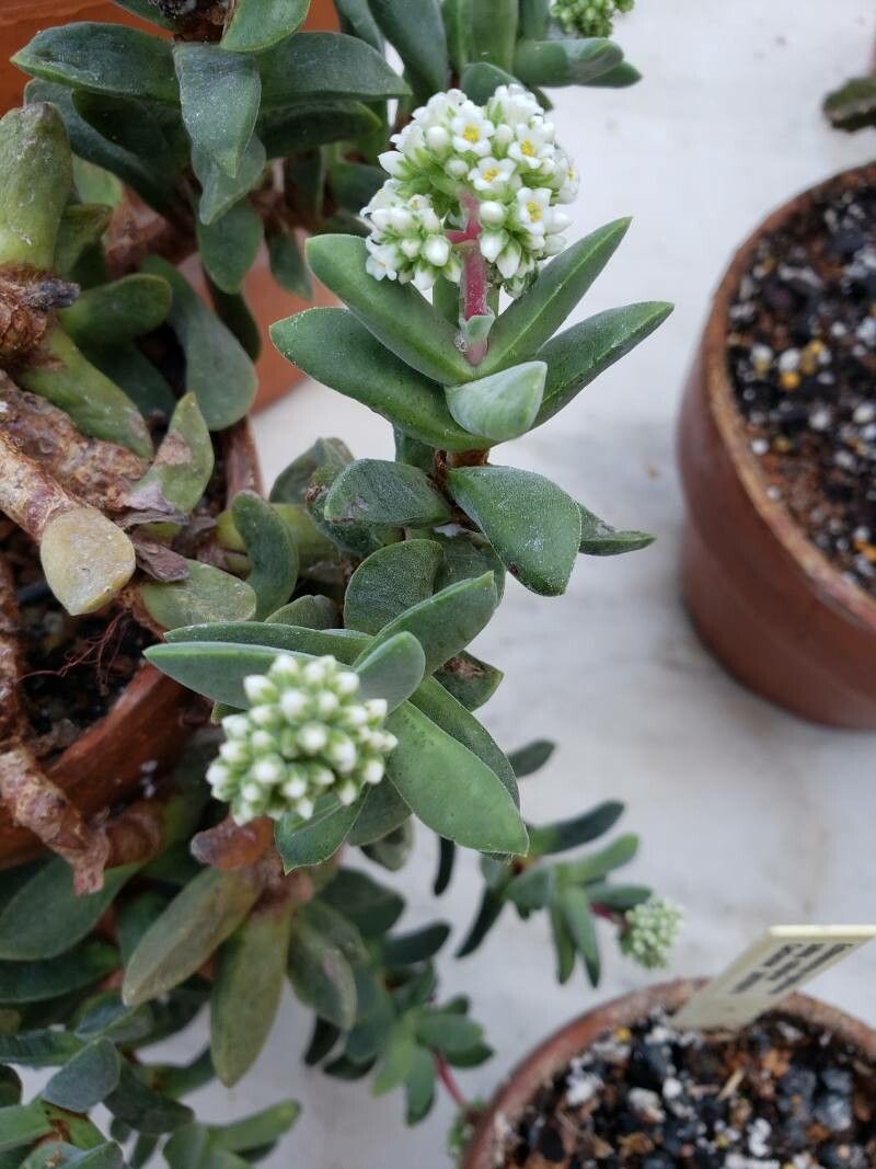 Crassula fascicularis — search result for 'Crassula'