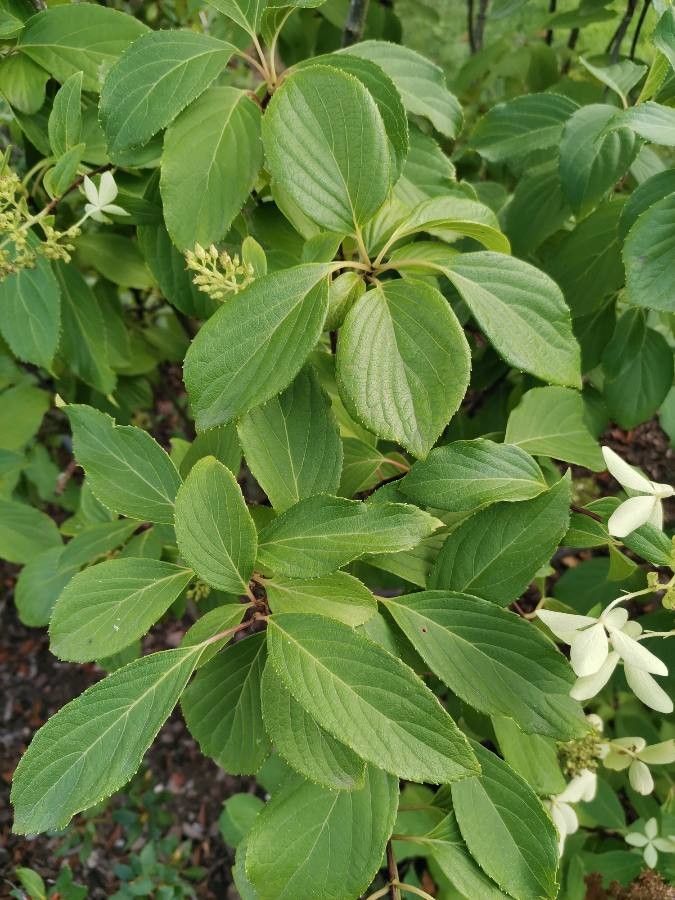 Cornus oblonga — search result for 'Cornus'