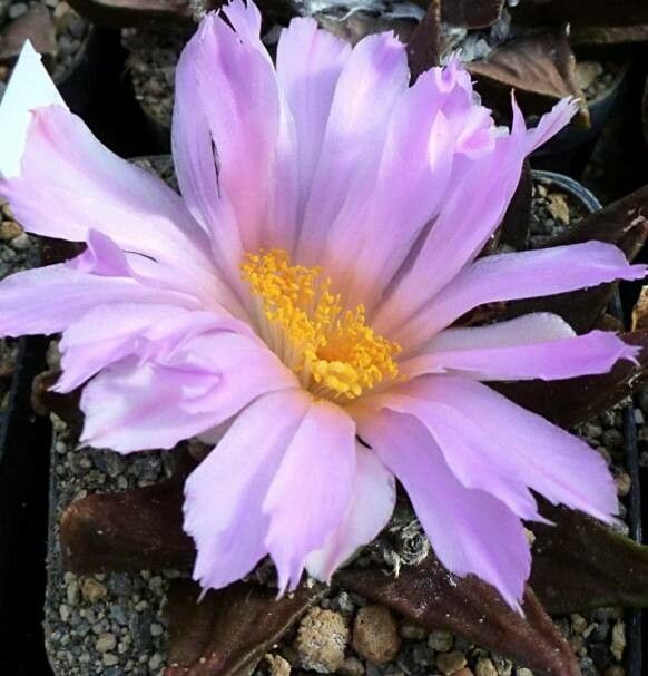 Ariocarpus trigonus flower
