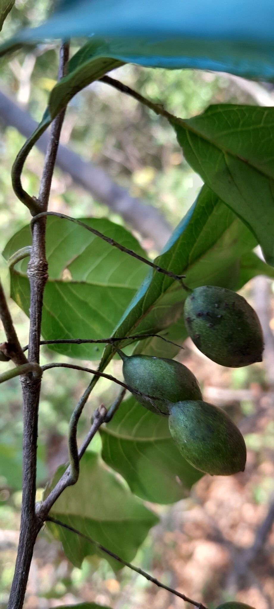 Terminalia diversipilosa fruit