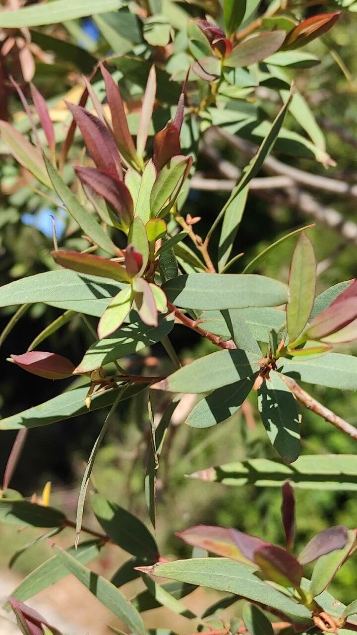 Eucalyptus parvula leaf
