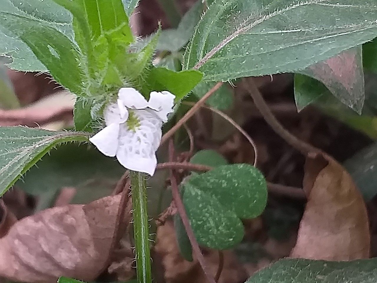 Asystasia mysorensis flower
