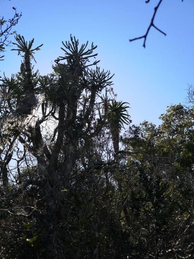 Euphorbia confinalis leaf