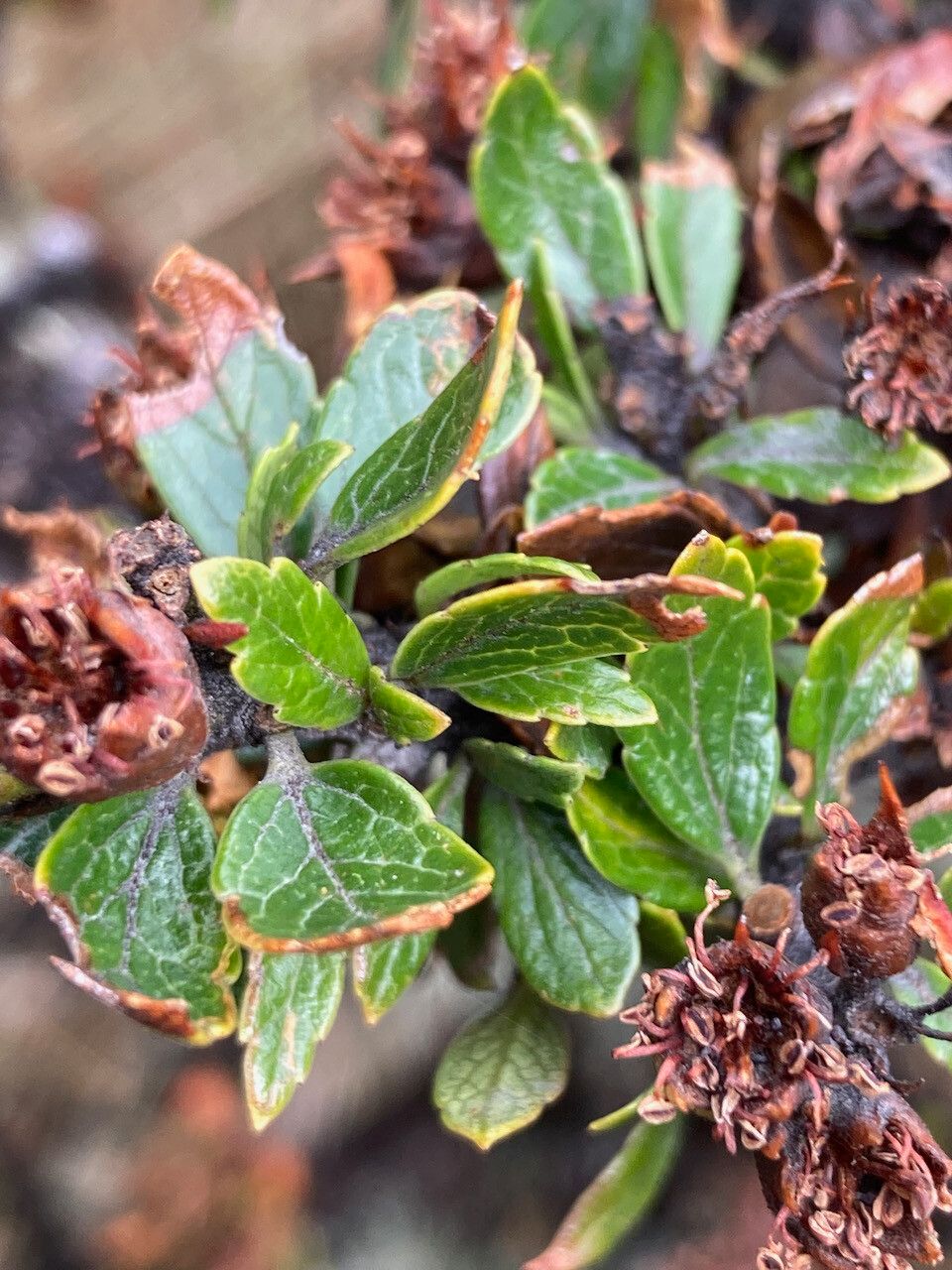 Hesperomeles obtusifolia — houseplant care guide