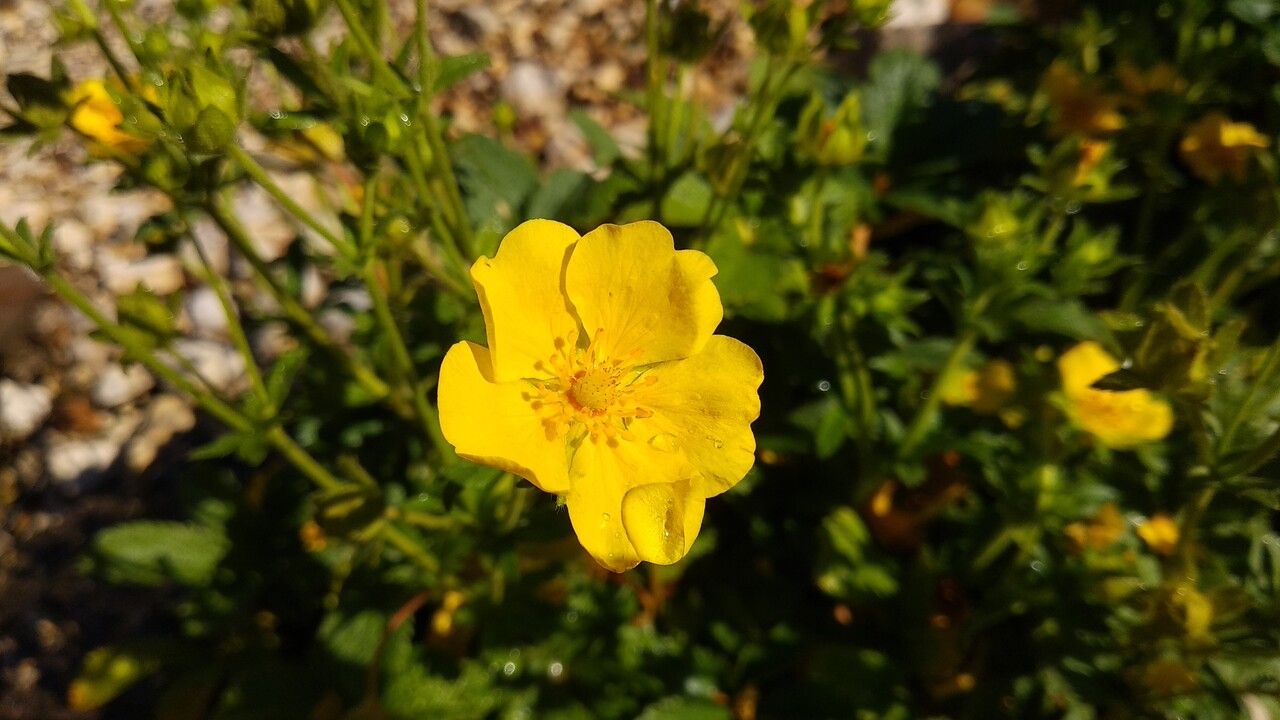 Potentilla umbrosa flower