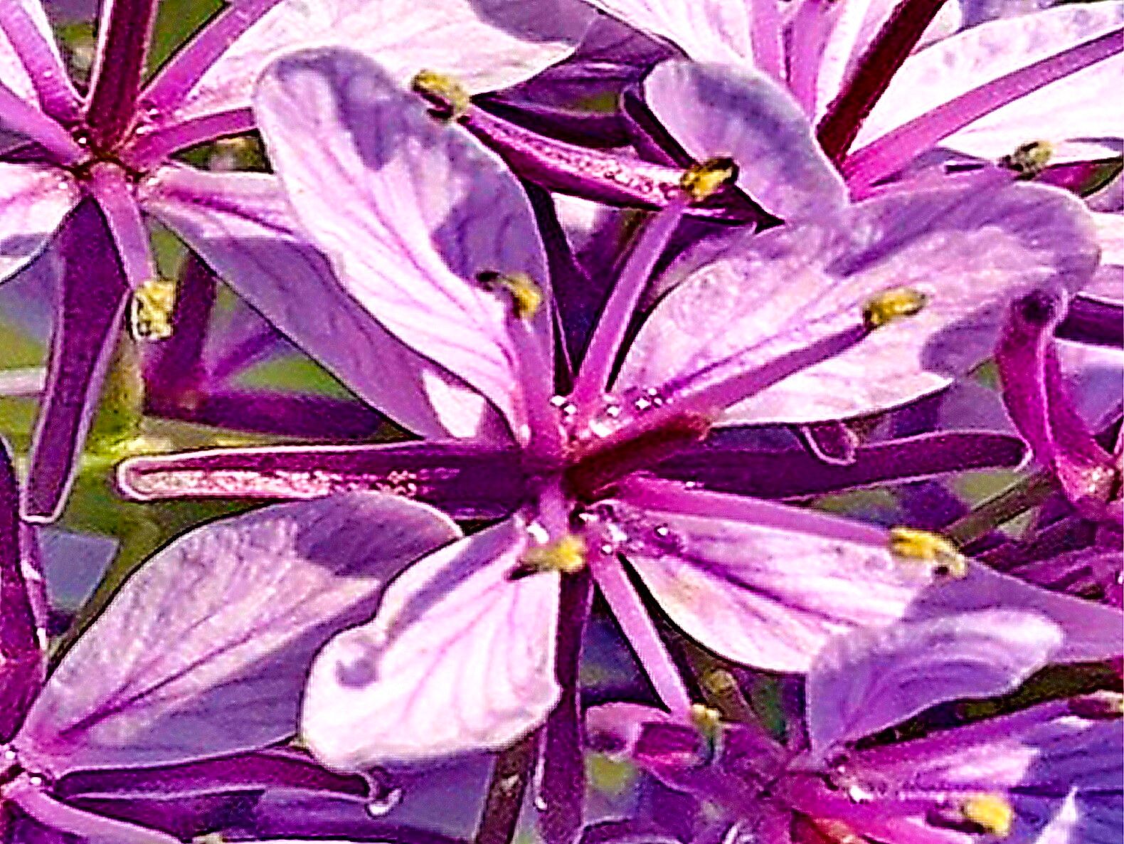 Streptanthus anceps — related species from the same genus