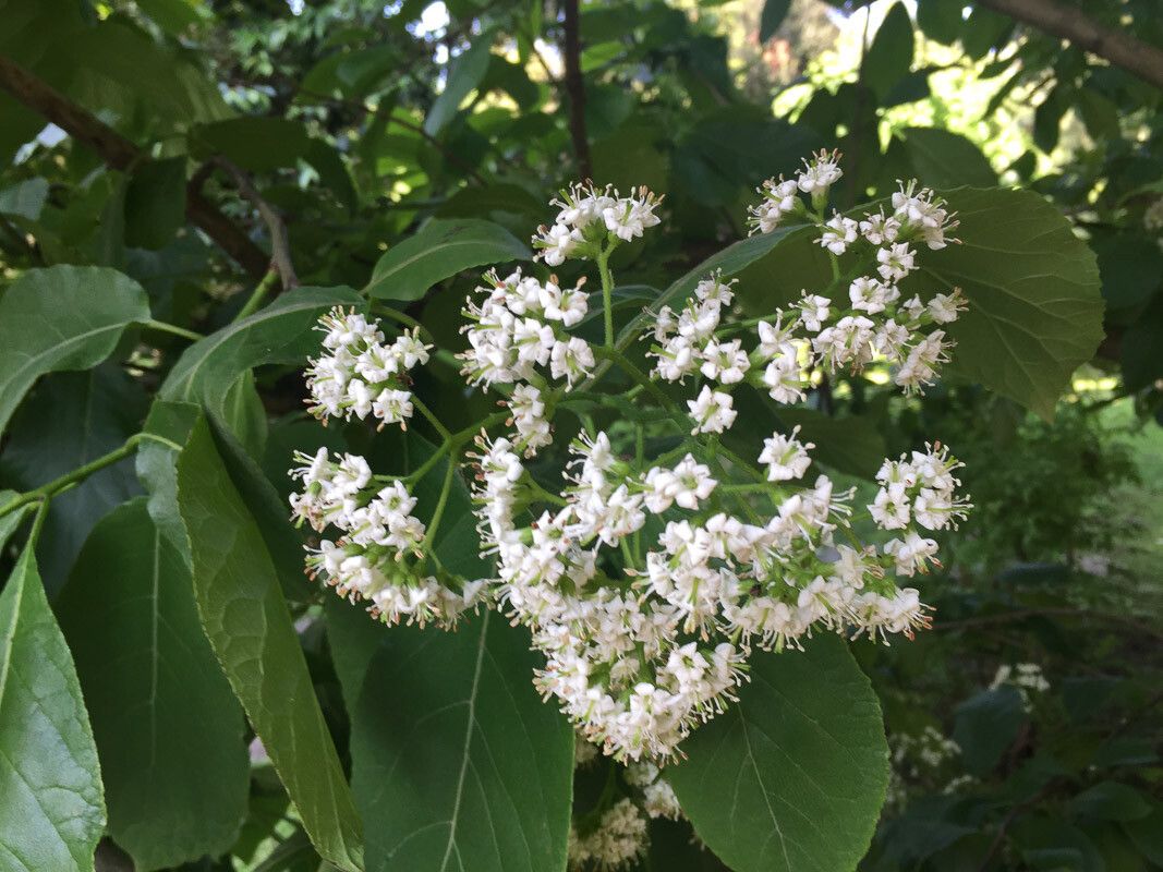 Ehretia dicksonii flower