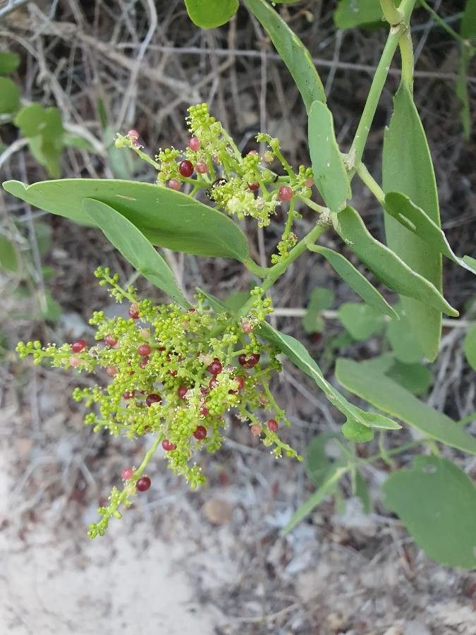 Salvadora persica flower