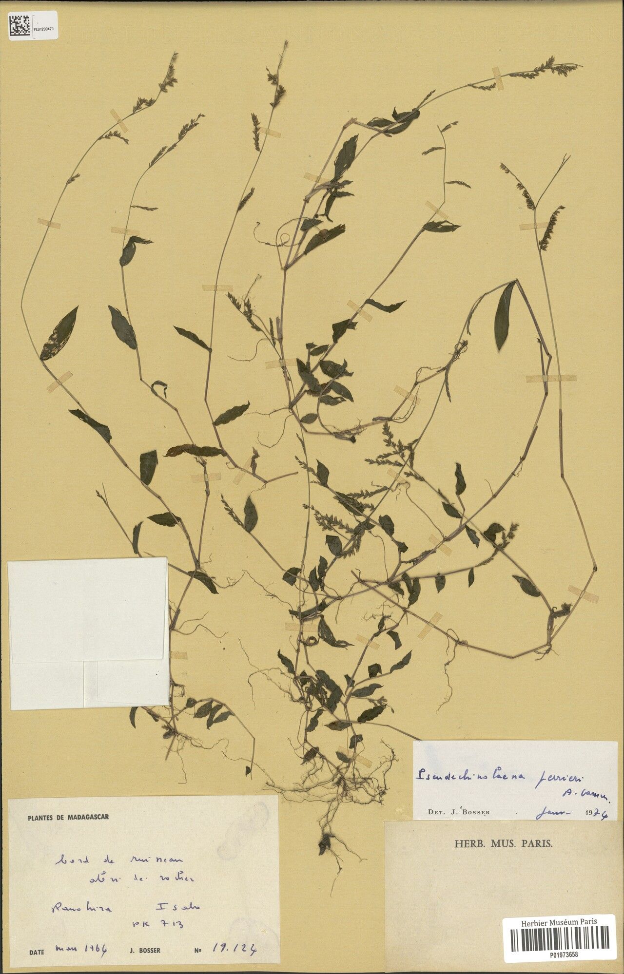 Pseudechinolaena perrieri — related species from the same genus