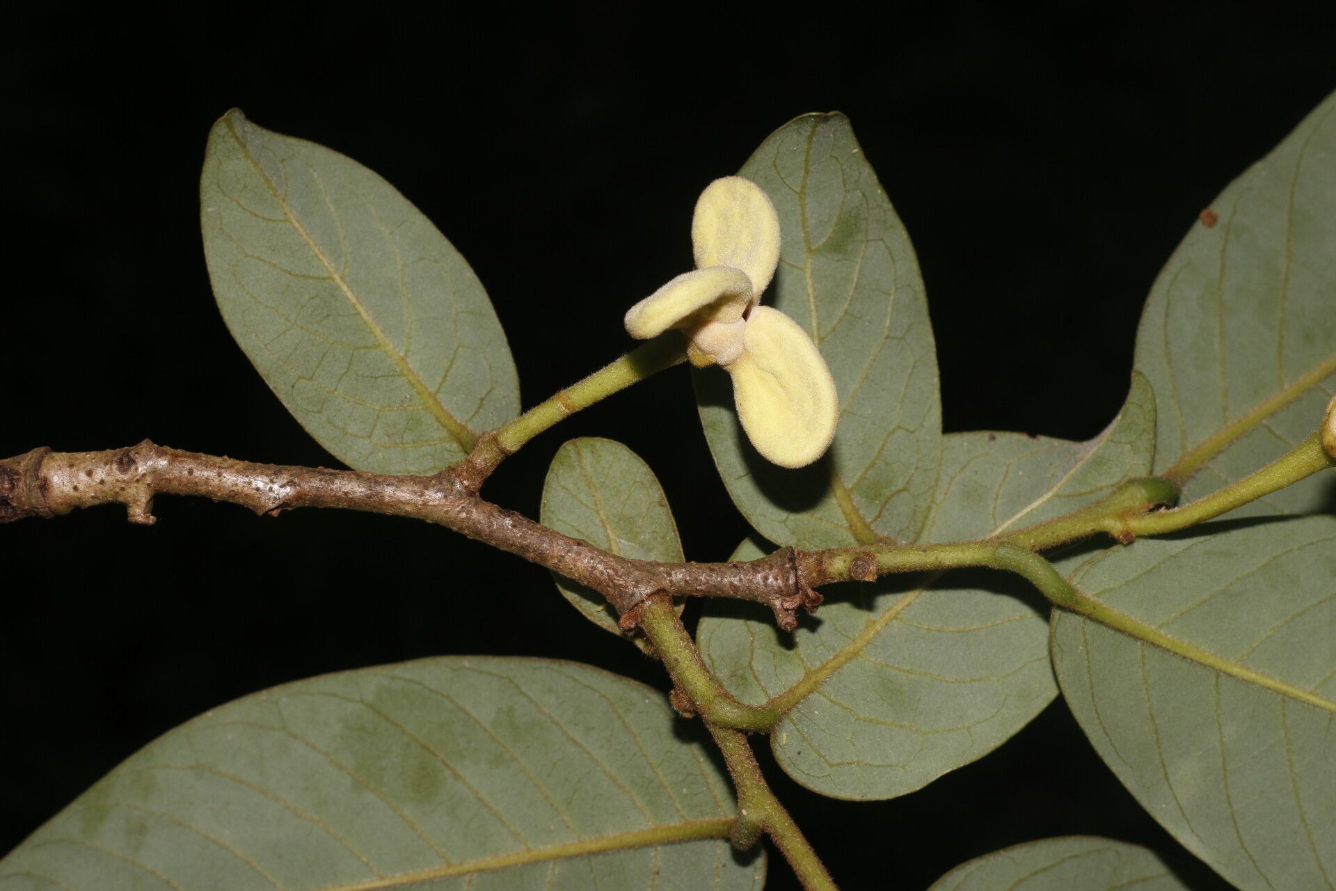 Annona rensoniana flower