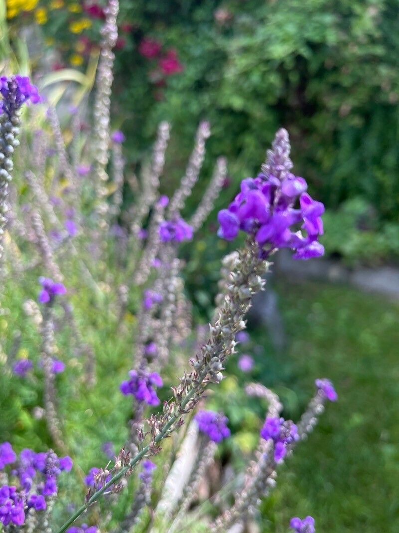 Lobelia fenestralis flower