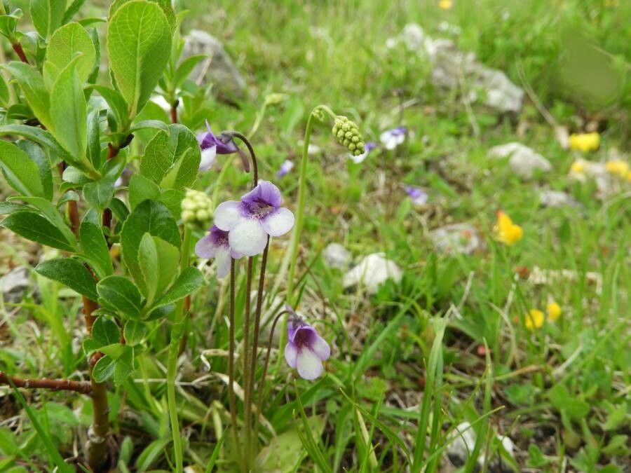 Pinguicula vulgaris flower