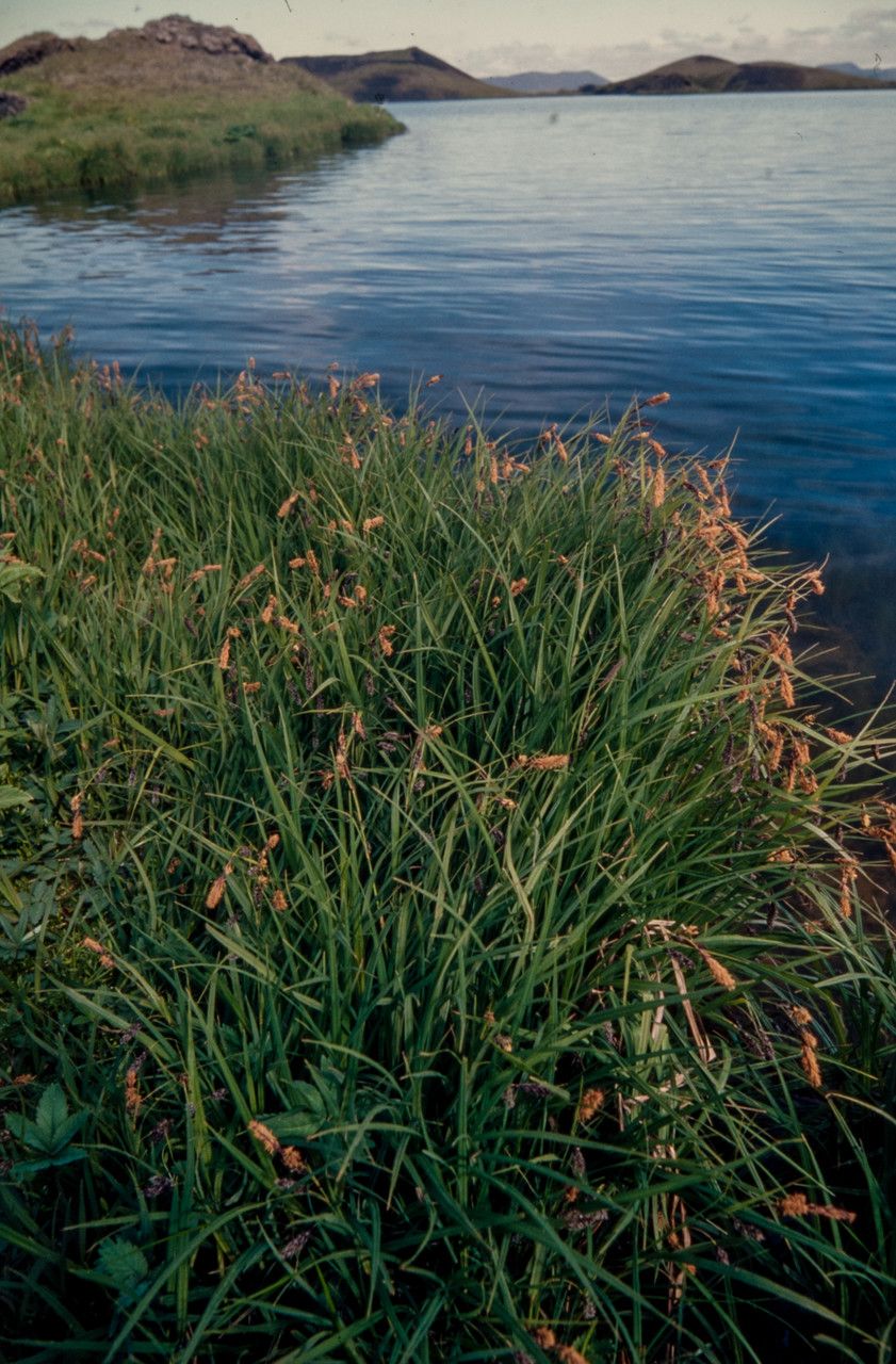 Carex lyngbyei habit