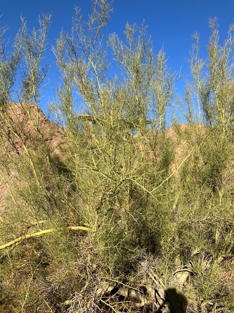 Canotia holacantha — search result for 'Celastraceae'