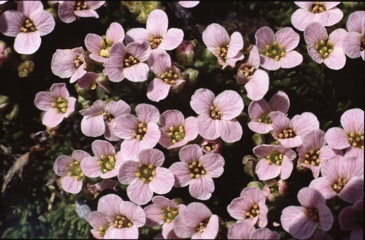 Petrocallis pyrenaica flower