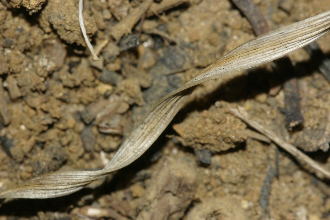 Scilla autumnalis habit