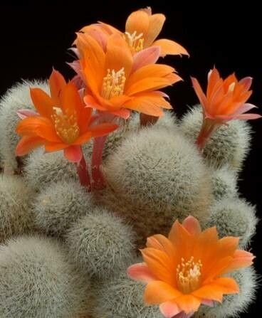 Aylostera hoffmannii — houseplant care guide