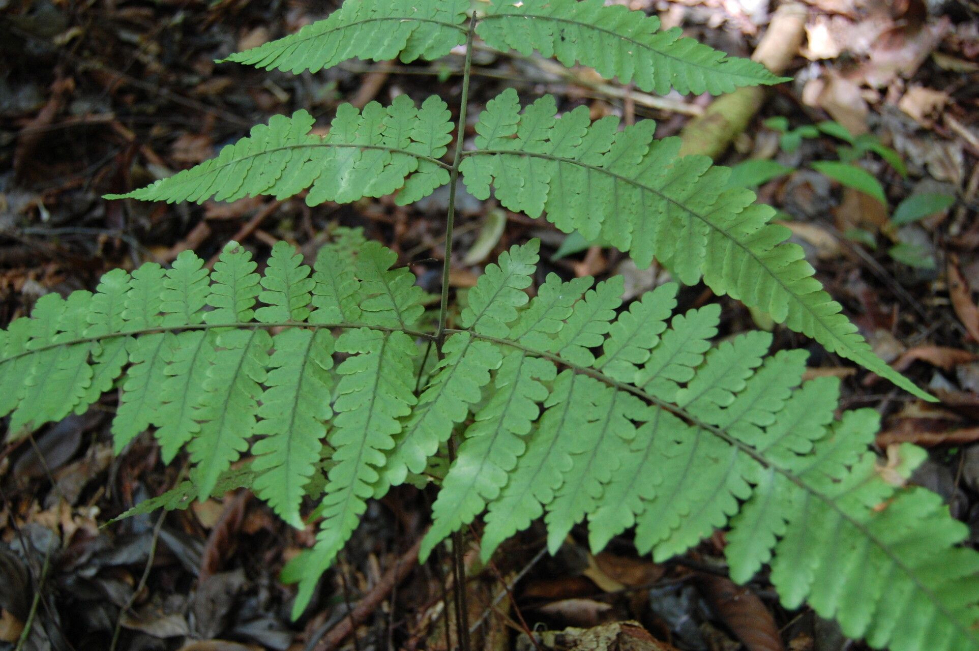 Triplophyllum dicksonioides leaf