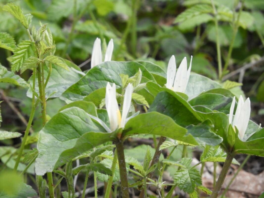 Trillium albidum — related species from the same genus