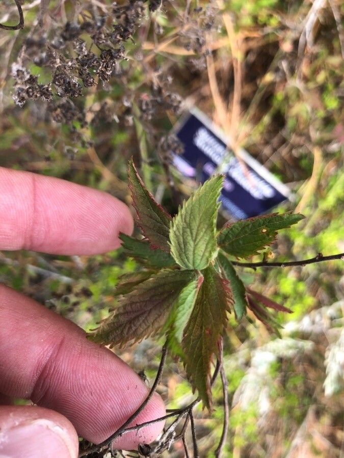 Spiraea × bumalda — search result for 'Spiraea'