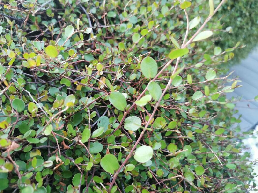 Raukaua anomalus — related species from the same genus