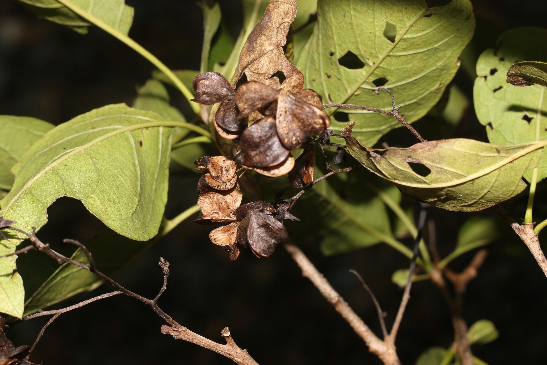 Bourreria andrieuxii fruit