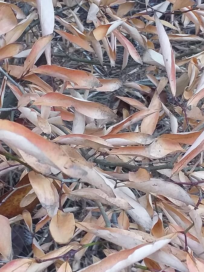 Lindera angustifolia leaf