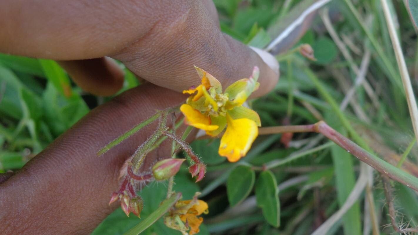 Chamaecrista hispidula flower