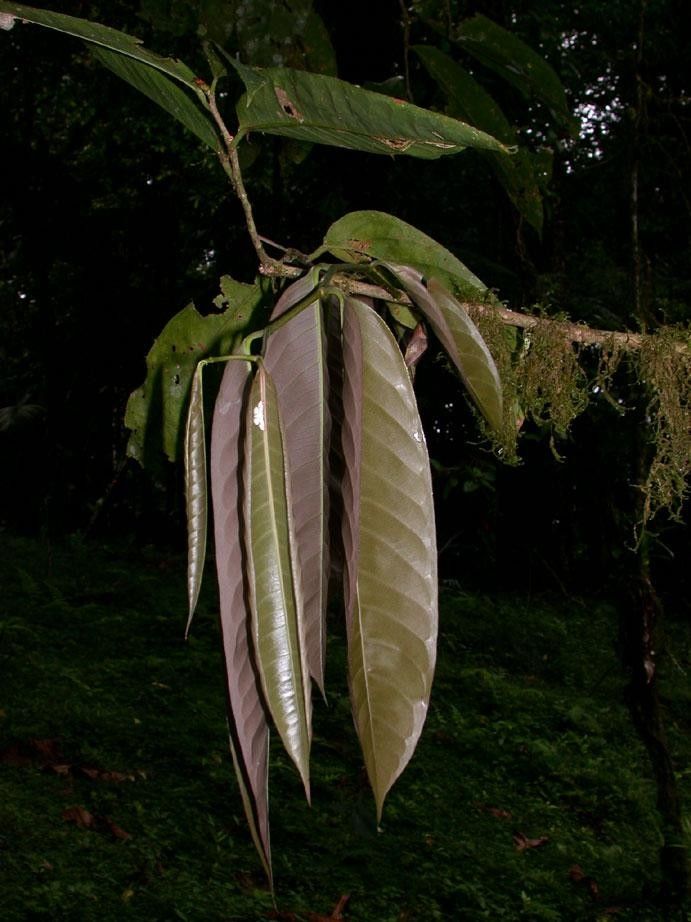 Eschweilera collinsii — houseplant care guide