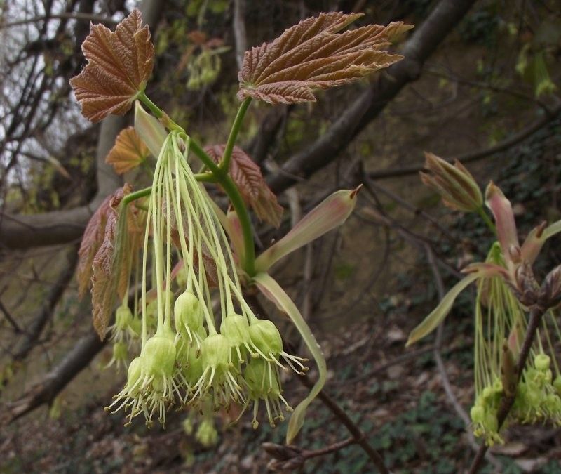 Acer neapolitanum flower