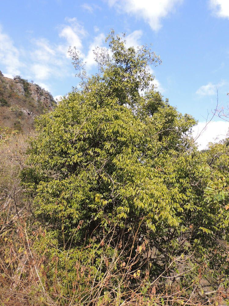 Strychnos usambarensis habit